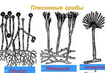 Patogén protozoonok, környezetükre és jellemzőinek