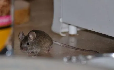 A terrorizmus elleni patkányok és egerek, amelyek eszközöket és módszereket az otthon, a megsemmisítés rágcsálók