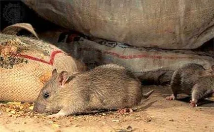 A terrorizmus elleni patkányok és egerek, amelyek eszközöket és módszereket az otthon, a megsemmisítés rágcsálók