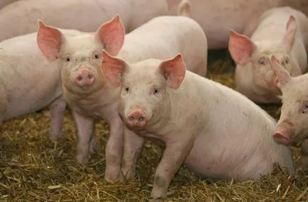 Boala de porci în descrierea detaliată și sfaturi privind prevenirea