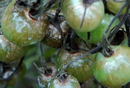 Combaterea Phytophthora tomate metode tradiționale