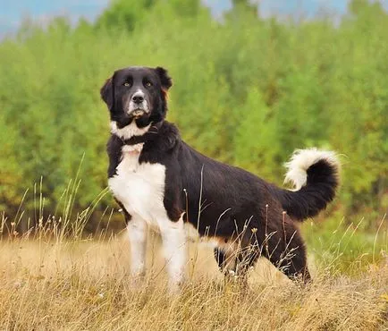 Български овчарски кучета порода описание, снимки и видео материали за прегледите по видове