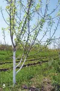 Metszés fák tavasszal hogyan, hogyan vágja fák tavasszal