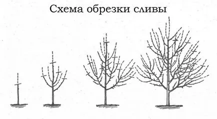 schema de prune de toamnă Tunderea