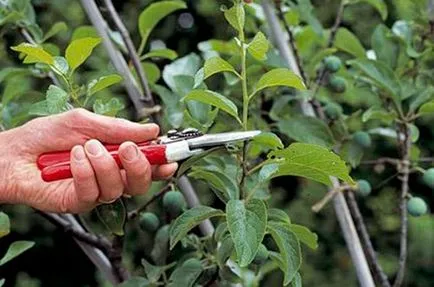 schema de prune de toamnă Tunderea