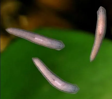 Начин на живот и структура на planarian