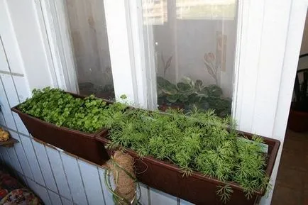 Ca pe balcon să crească ceapa verde, marar, patrunjel