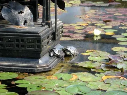 Cum de a găsi Grădina Botanică de la Universitatea de Stat din Moscova