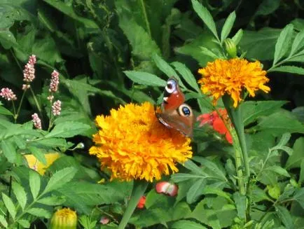 Cum de a găsi Grădina Botanică de la Universitatea de Stat din Moscova