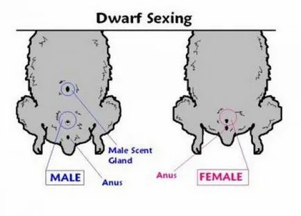 Как да се разграничи от женски пол от мъжки заек методи за определяне