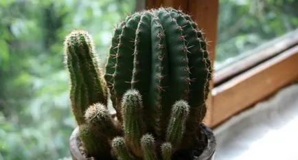 Ca cactus adăpate în diferite perioade de înflorire și creștere