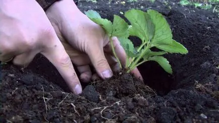 Hogyan növény eper a fekete tetőfedő anyag, fonott, agrovoloknom