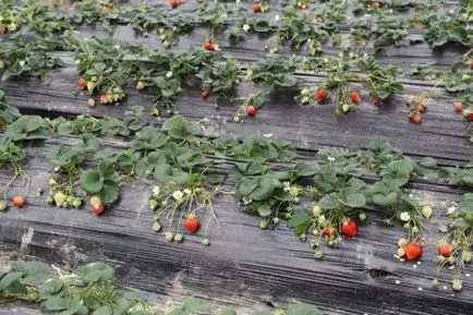 Hogyan növény eper a fekete tetőfedő anyag, fonott, agrovoloknom