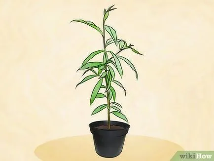 Hogyan ültessünk egy barackfa