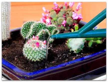 Ca cactus adăpate în diferite perioade de înflorire și creștere