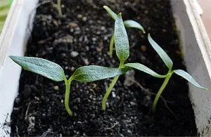 Как да расте чушки в оранжерия