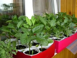 Hogyan transzplantáció a paprika