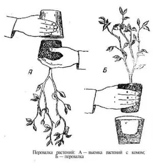 Cum să replanteze un Cyclamen atunci când cumpără houseplants