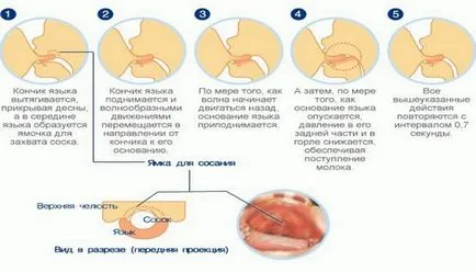 Как да се увеличи съдържанието на кърма и какви мазнини това зависи от