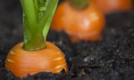 Как да се почисти и съхранявате моркови