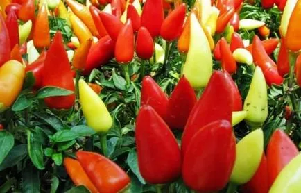 Hogyan transzplantáció a paprika