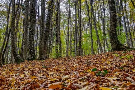 Cum de a face fotografii în regulile de călătorie ale compoziției