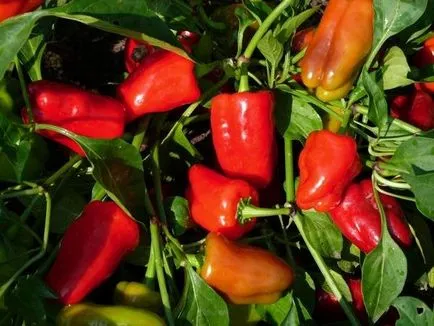 Hogyan transzplantáció a paprika