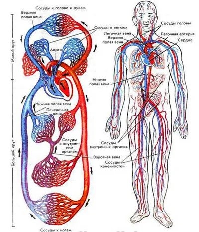 Hogyan működik az emberi szív és az emberi keringési rendszer