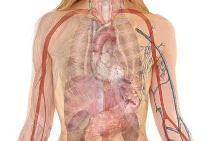 Hogyan működik az emberi szív és az emberi keringési rendszer