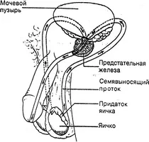 Cum de a face propriile lor masaj de prostata extern