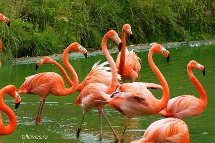 Cum de a desena un flamingo roz în etape simple și ușor pentru a trage cu creion, stilou, sau