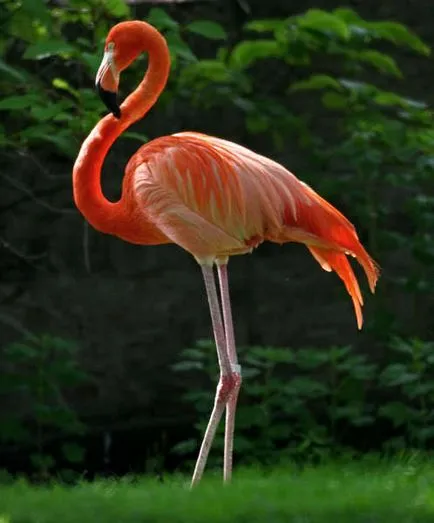 Hogyan kell felhívni a rózsaszín flamingó szakaszokban, egyszerű és könnyen felhívni a ceruza, toll, vagy