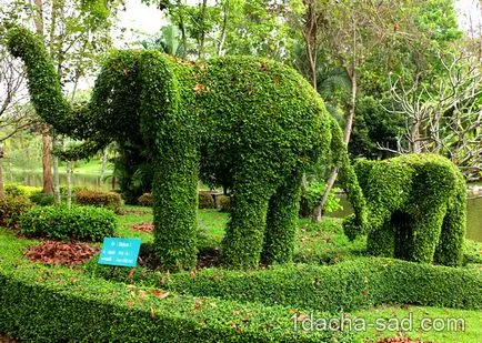 Как да си направим Topiary в страната - два лесни начина, моите идеи за градината и градината