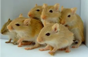 Cum să păstrați gerbil, animale de companie