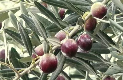 Oliva, măsline european (Olea europaea)