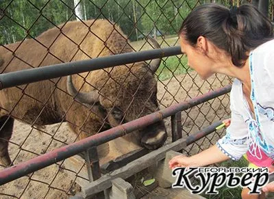 Oka Park - utazás a birodalmába bölény Egoryevsky Courier