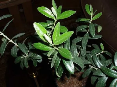 Oliva, măsline european (Olea europaea)