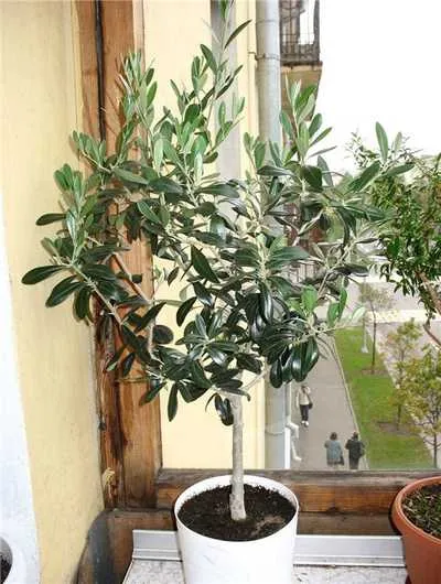 Oliva, măsline european (Olea europaea)