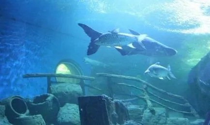 Oceanarium Pattaya jegyár, és hogyan lehet magad