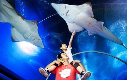 Oceanarium Pattaya jegyár, és hogyan lehet magad