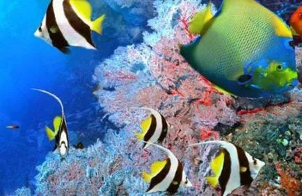 Oceanarium в цената Патая билет и как да се получи