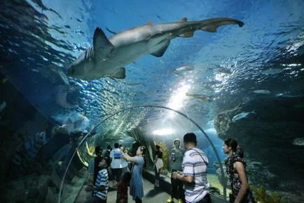 Oceanarium в цената Патая билет и как да се получи