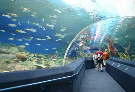 Oceanarium Pattaya jegyár, és hogyan lehet magad