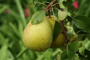 Hogyan lehet felgyorsítani termő körte