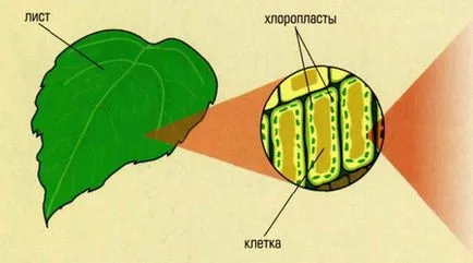 Как са растения