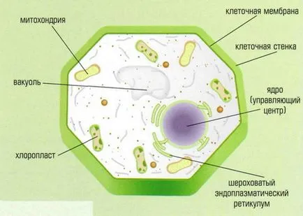 Как са растения