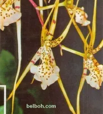 Hogyan válasszuk ki, ha vásárol orchideák
