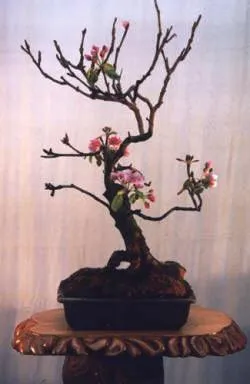 Mivel a kiválasztott bonsai