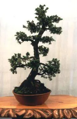 Mivel a kiválasztott bonsai