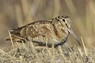 Cum de a alege un loc unde va trage Woodcock